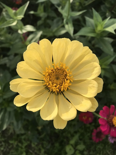 장성-황룡강-가을꽃축제