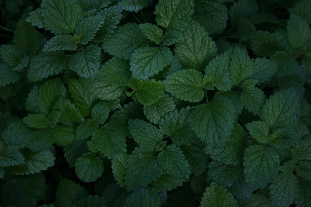 Mint.