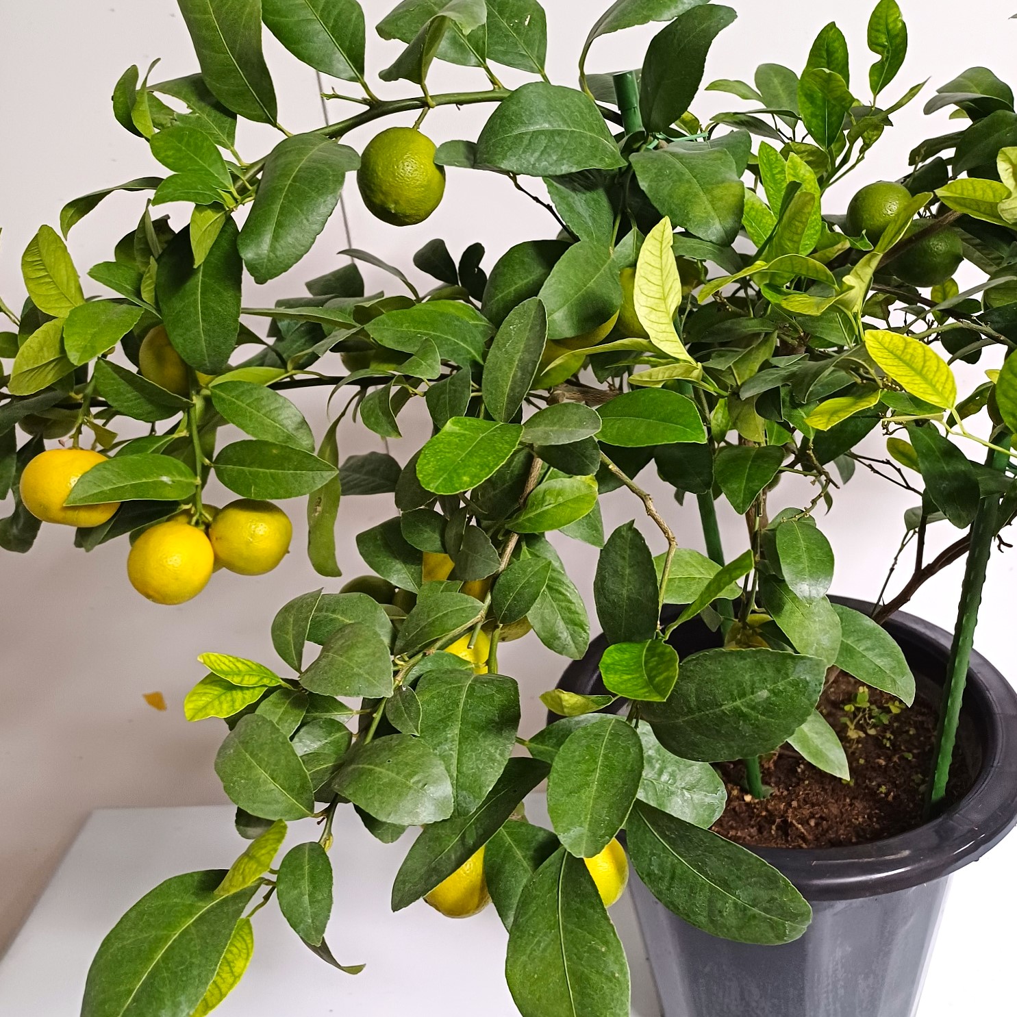 레몬나무 키우기