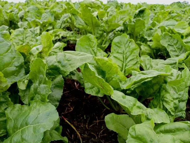 사탕무 재배 봄 파종 당도 관리 수확 보관_6