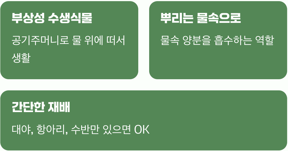 흙 없이 자라는 물 위의 요정