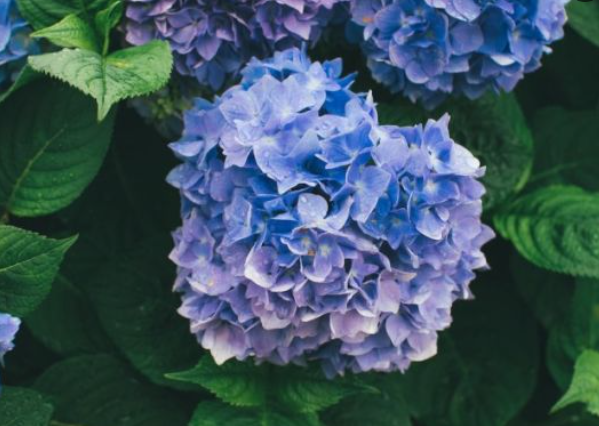 2024 울산 장생포 수국축제 입장료 불꽃쇼 주차장 가는길