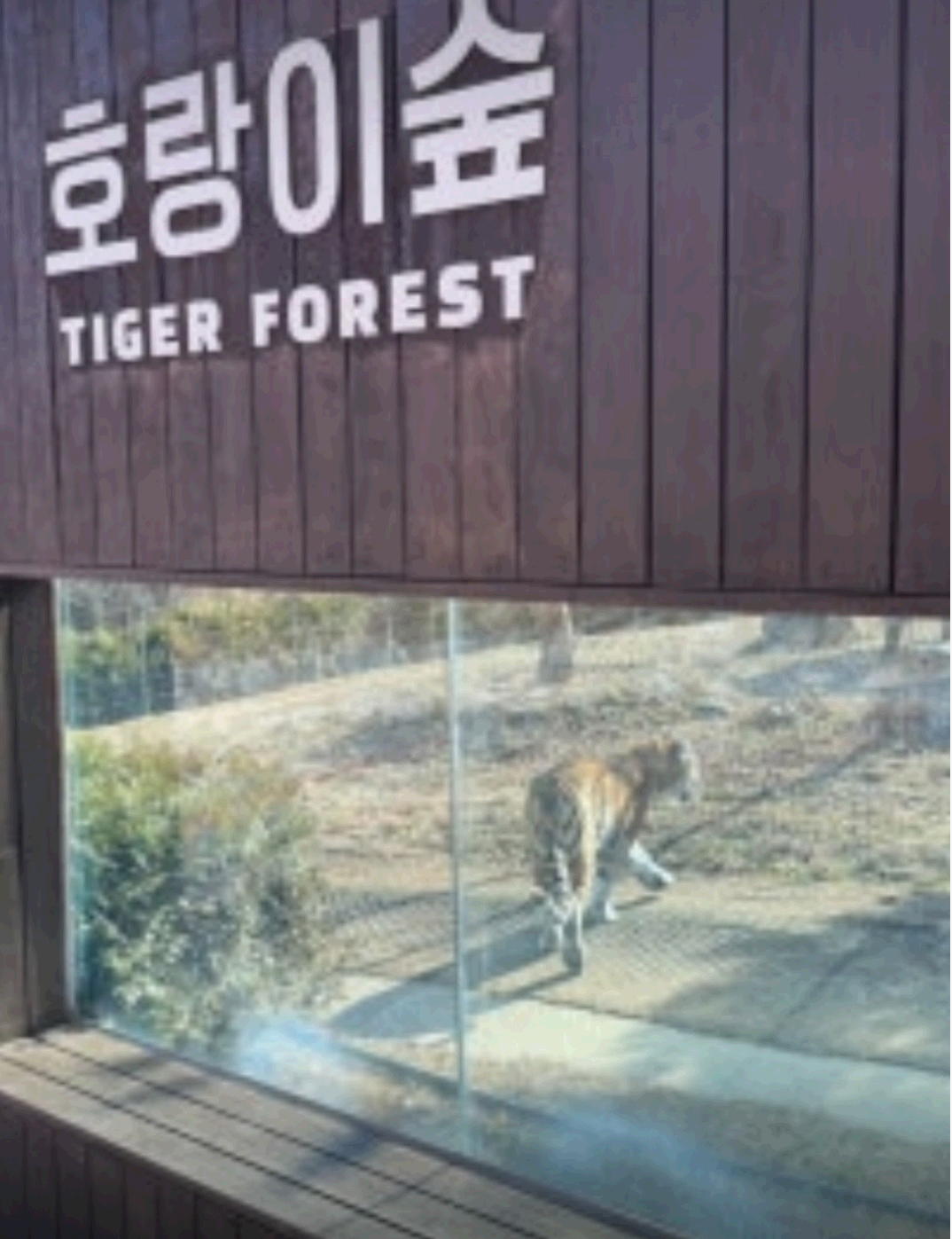 수목원 호랑이