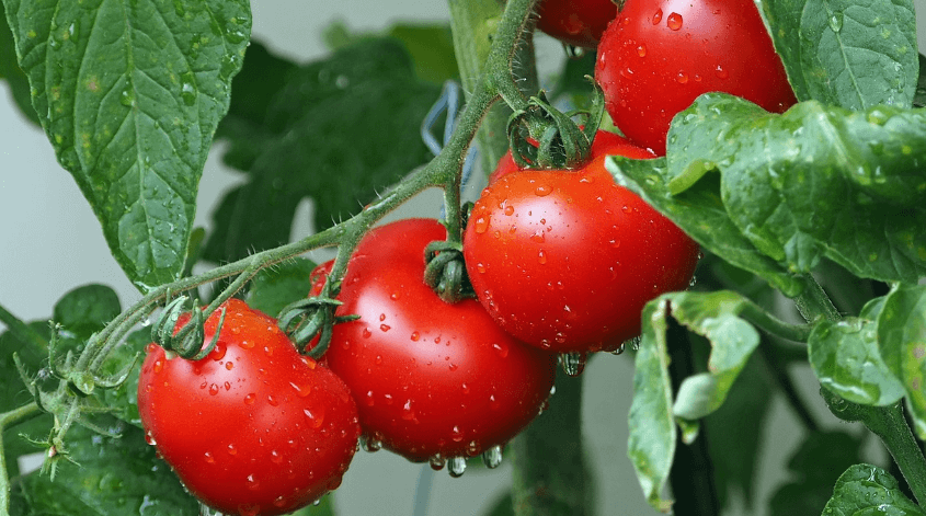 눈에 좋은 과일 토마토