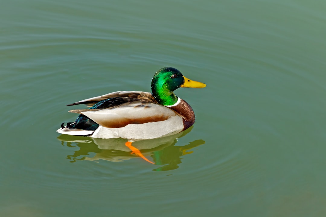 Han Duck-soo