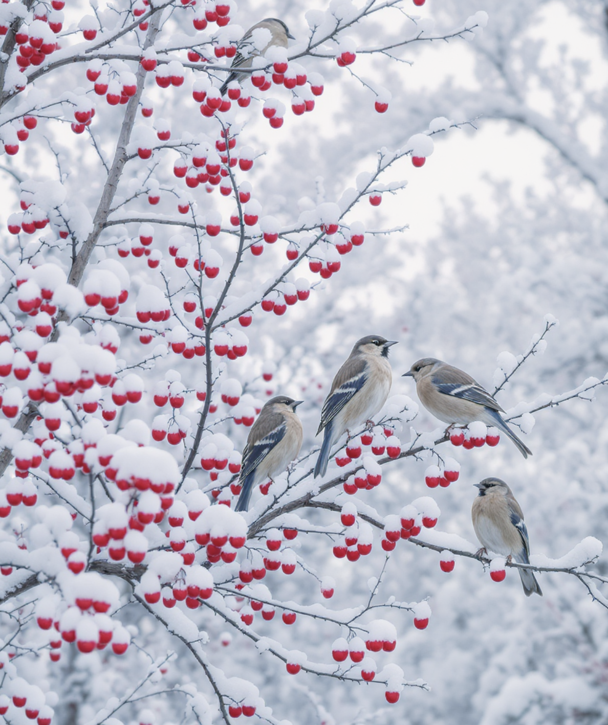 겨울, 새들을 위한 따뜻한 식탁
