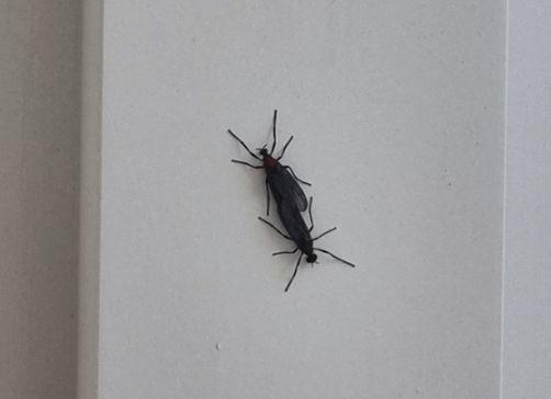 러브버그 방역 신청방법