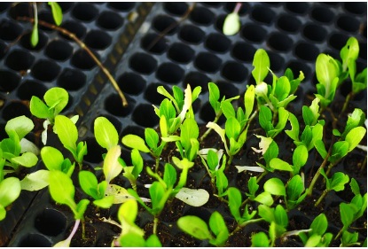 농지연금 가입조건 가입절차 및 제출서류