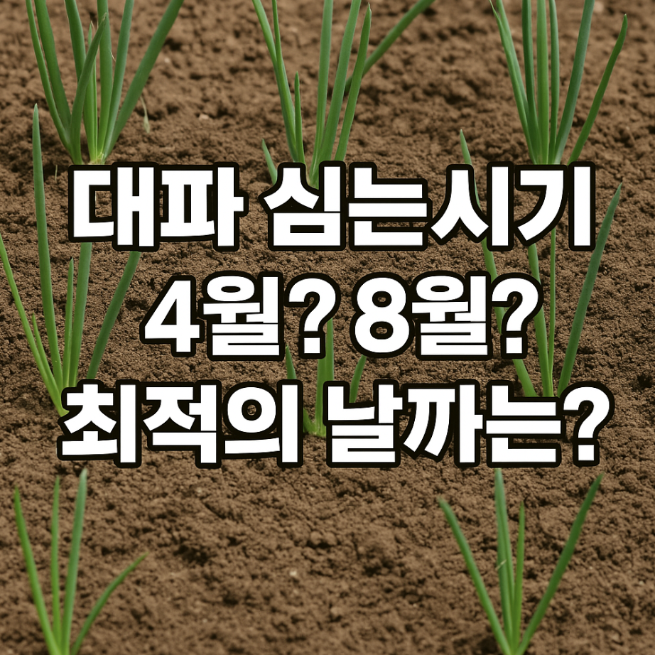 대파 심는시기, 4월? 8월? 최적의 날짜는?