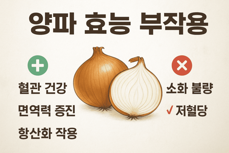 양파의 효능과 부작용 정리