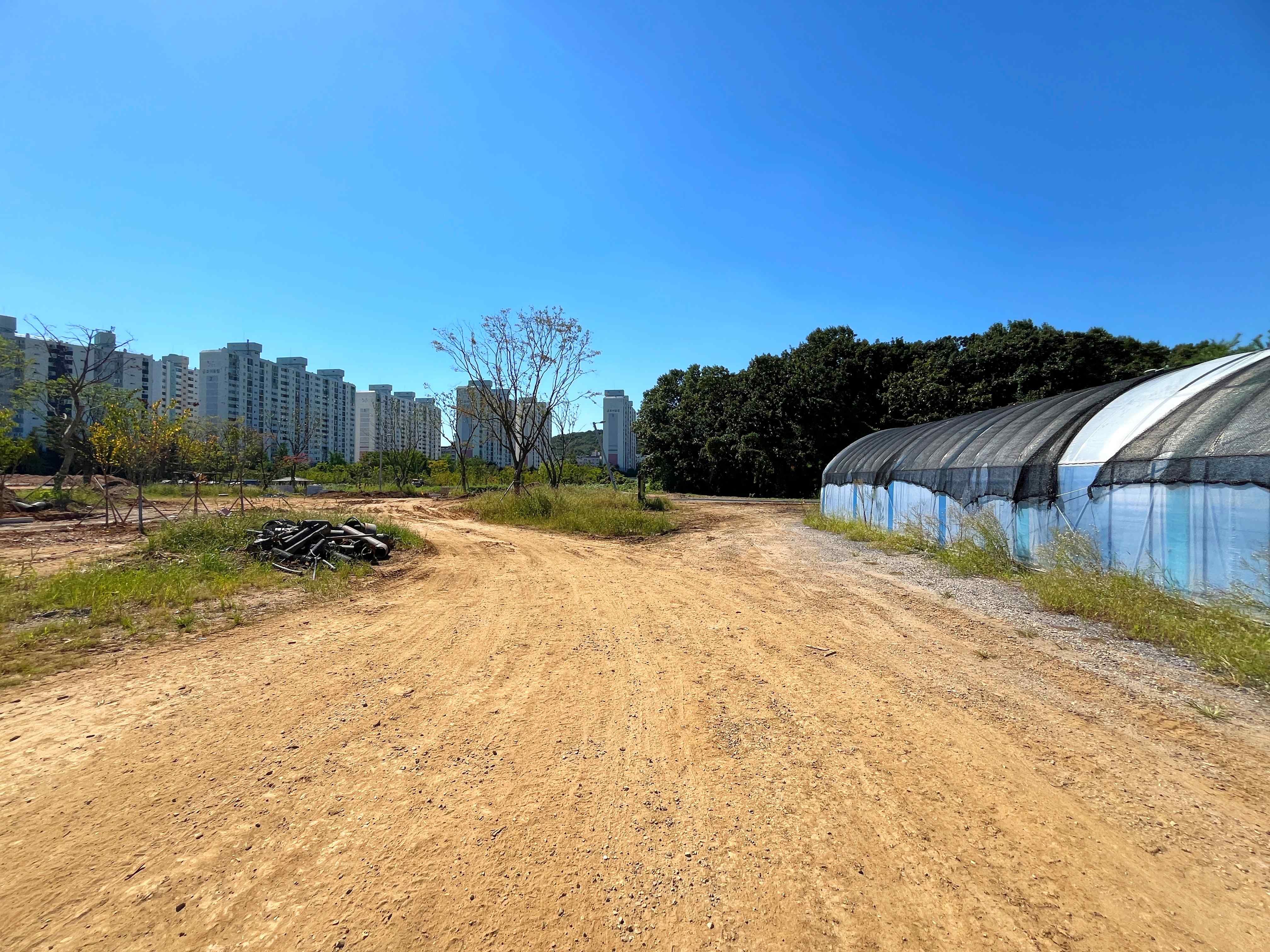 인천 선학동 메밀꽃