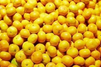 모종 고르는 법 줄기 굵기 잎색 뿌리상태 병해 흔적 확인_37