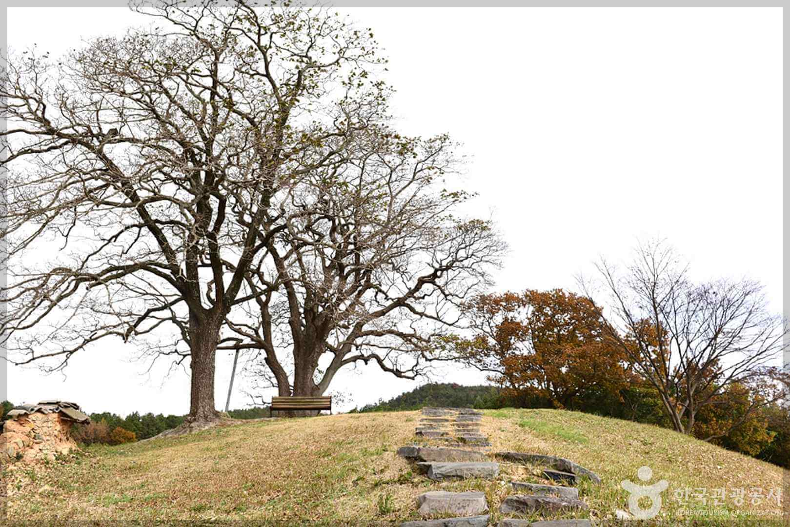 이팝나무 군락지 추천 명소 (best3)