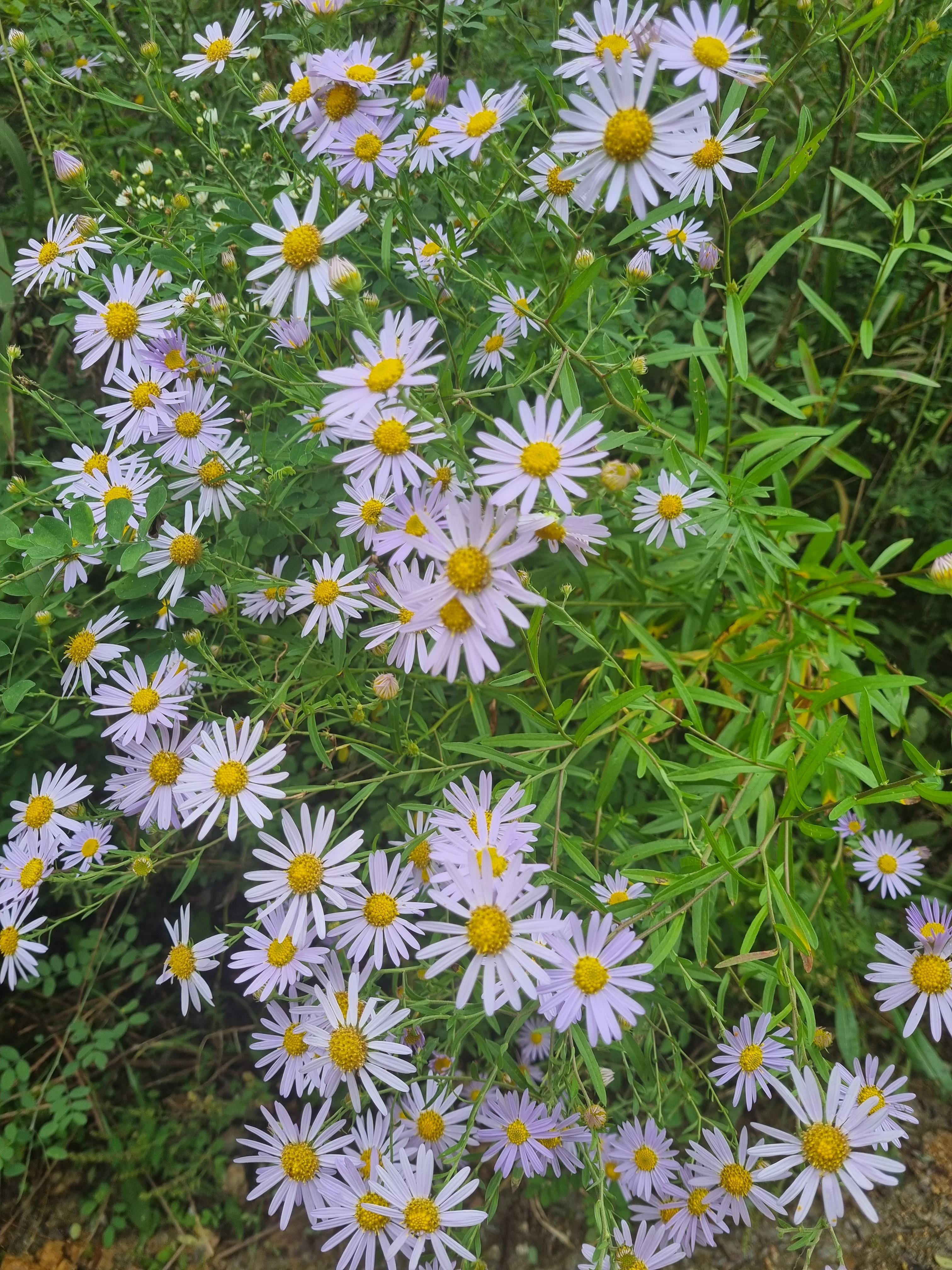 들판에서 피어난 연보랏빛 개쑥부쟁이꽃