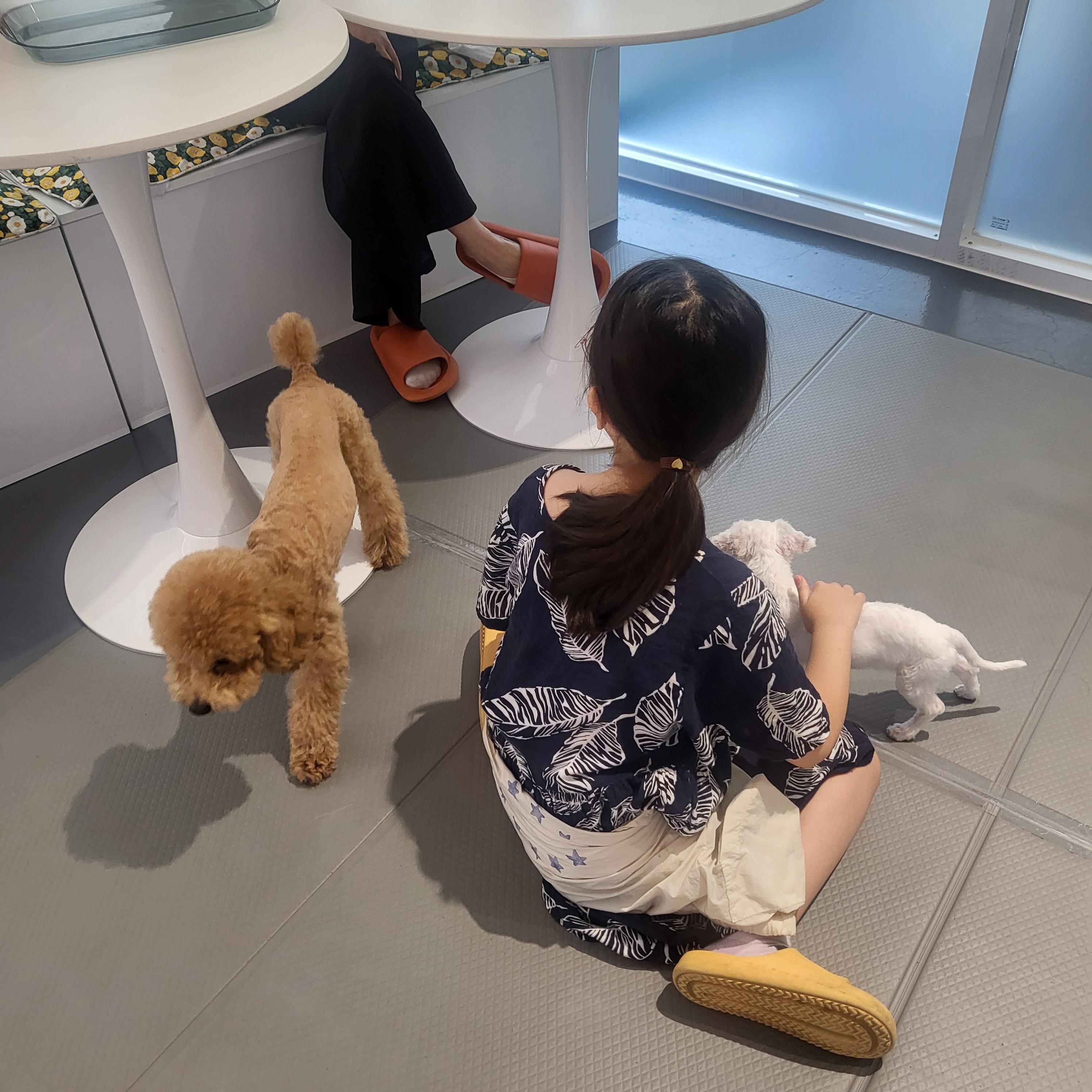 울산 애견 카페(딩동댕 애견카페)