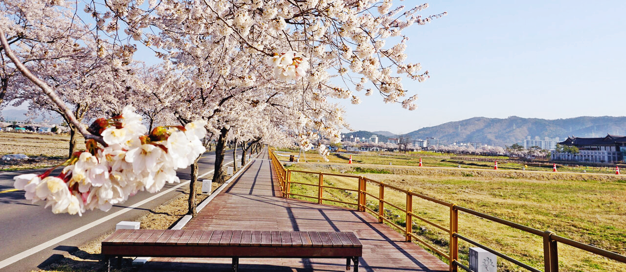 경주 벚꽃축제 벚꽃명소 벚꽃마라톤 대회
