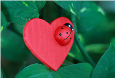 러브버그 퇴치방법8