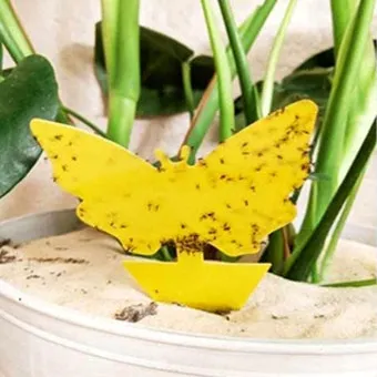 화분 뿌리파리 생기는 원인과 퇴치법 완벽 정리_17