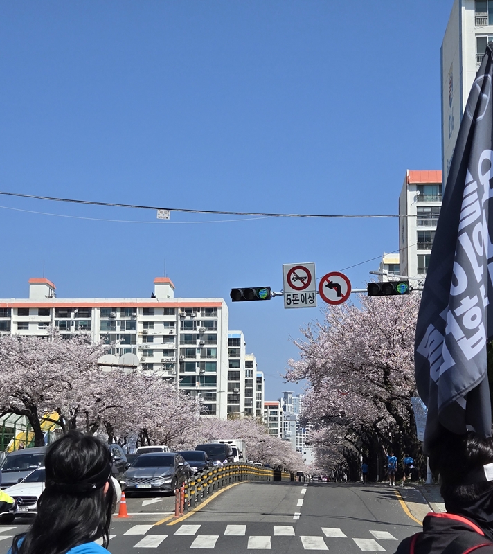 삼익비치아파트의 벚꽃