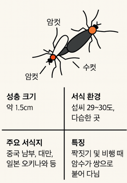 러브버그