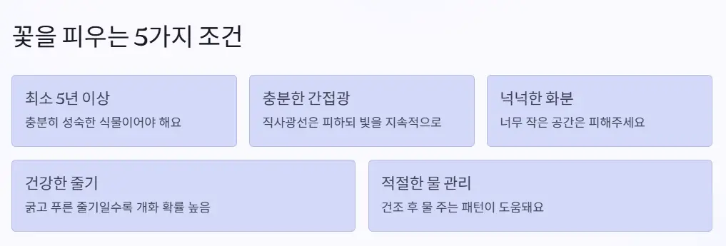 꽃 피는 조건