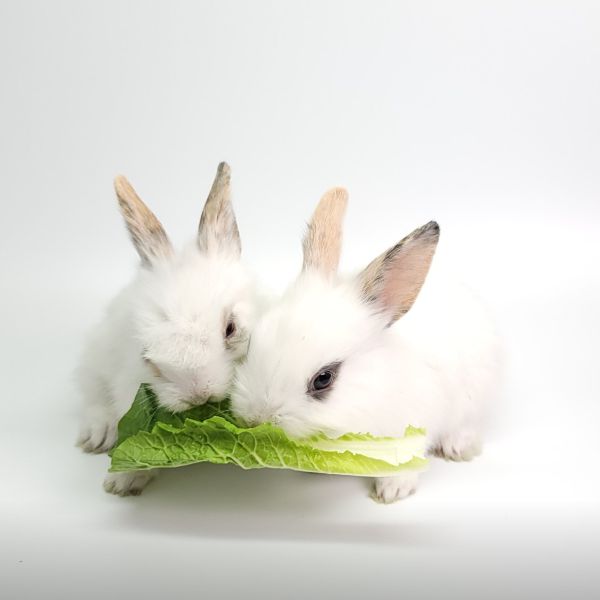 다솜생태체험관