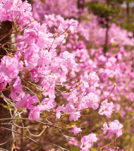 화담숲 예약 입장료 맛집 [모노레일]