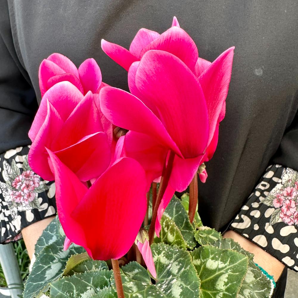 시클라멘 꽃말 월동온도 키우는 방법