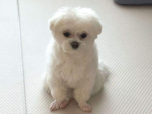 치매를-앓고-있는-어미견의-모습을-보며-슬퍼하는-강아지