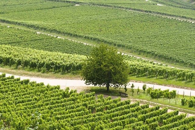 금기 음식과 소셜미디어