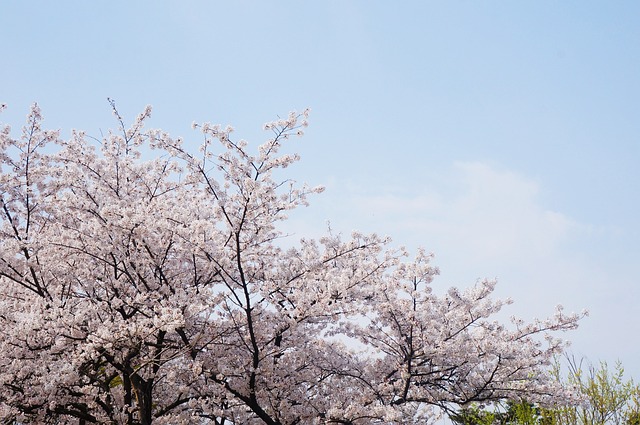 벚꽃 개화시기 2024