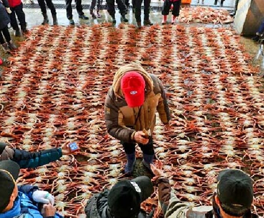 울진대게축제 일정 행사정보 울진여행