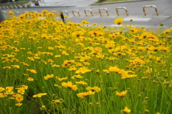 함안 악양생태공원 금계국 개화 시기와 사진 촬영 팁_8