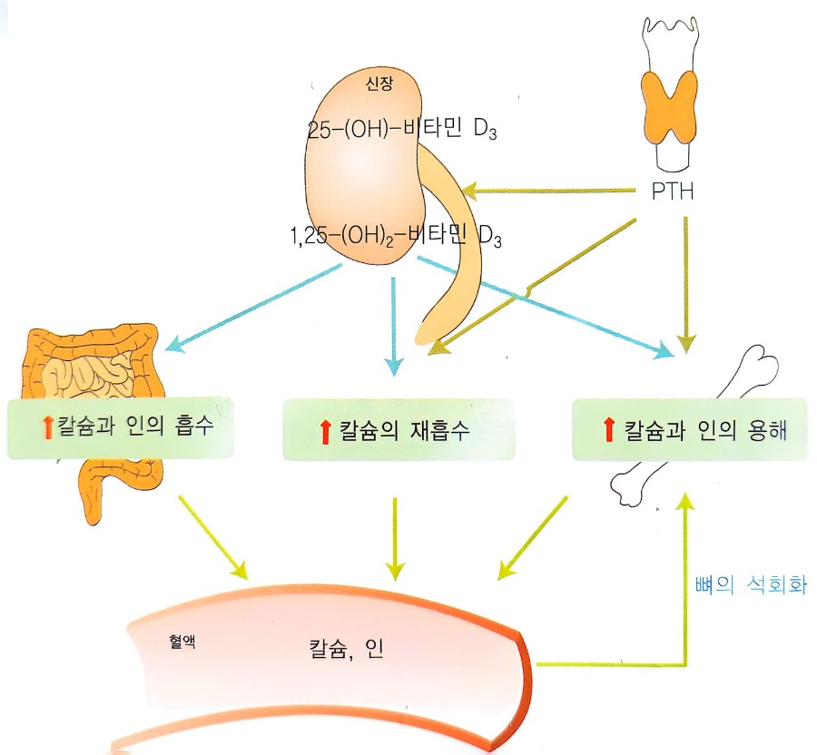 비타민 D의 기능