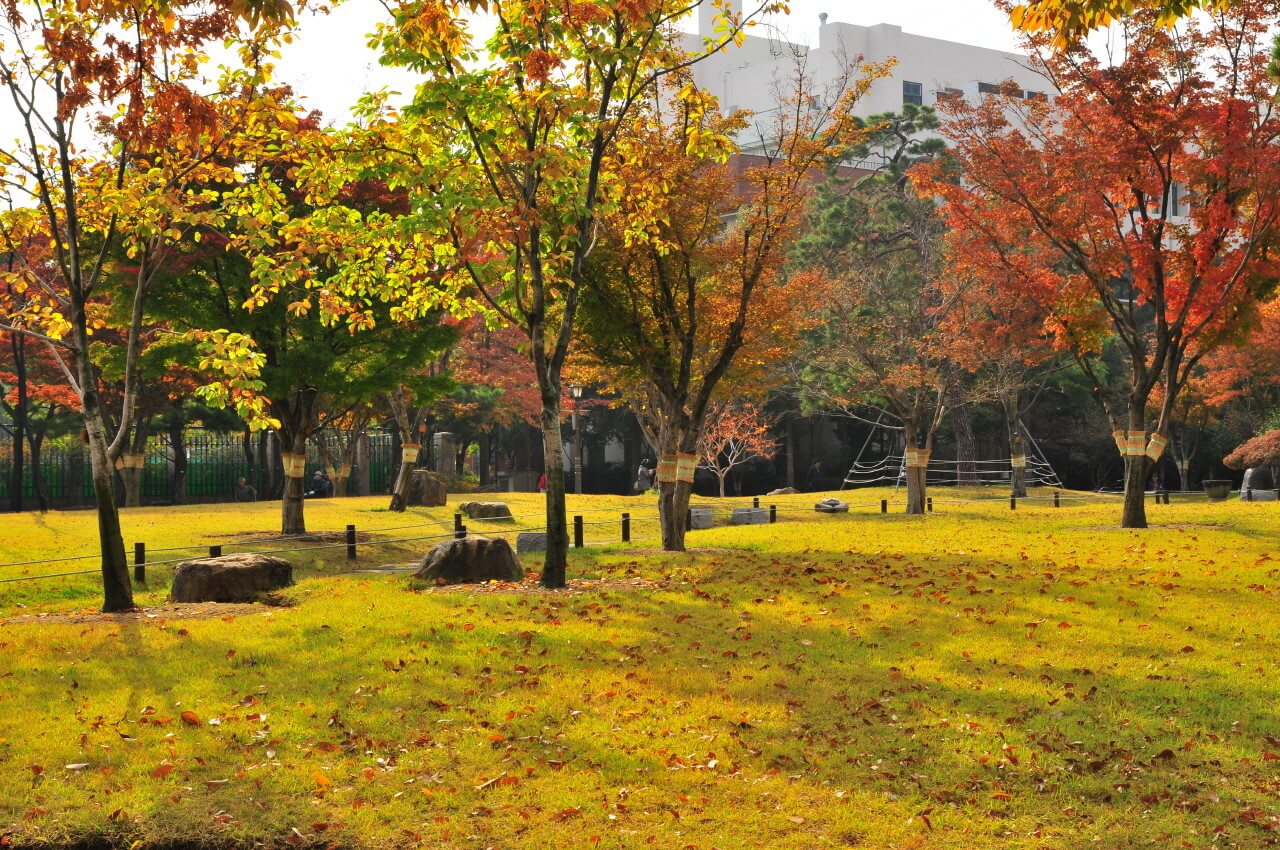 대구 가볼만한 단풍 여행은 어디일까? 대구 단풍 여행 총정리!