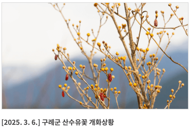 구례-산수유