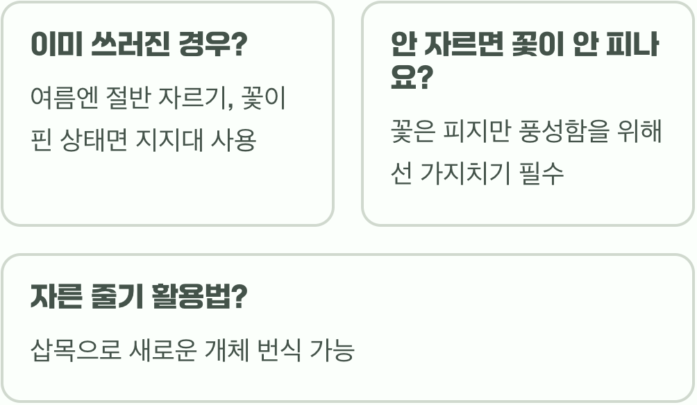 사계국화 가지치기, 안 해주면 100% 후회합니다! (웃자람 방지)