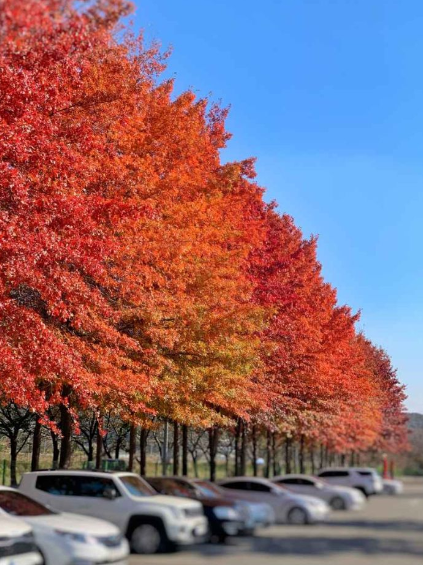 베어트리파크 가을단풍축제