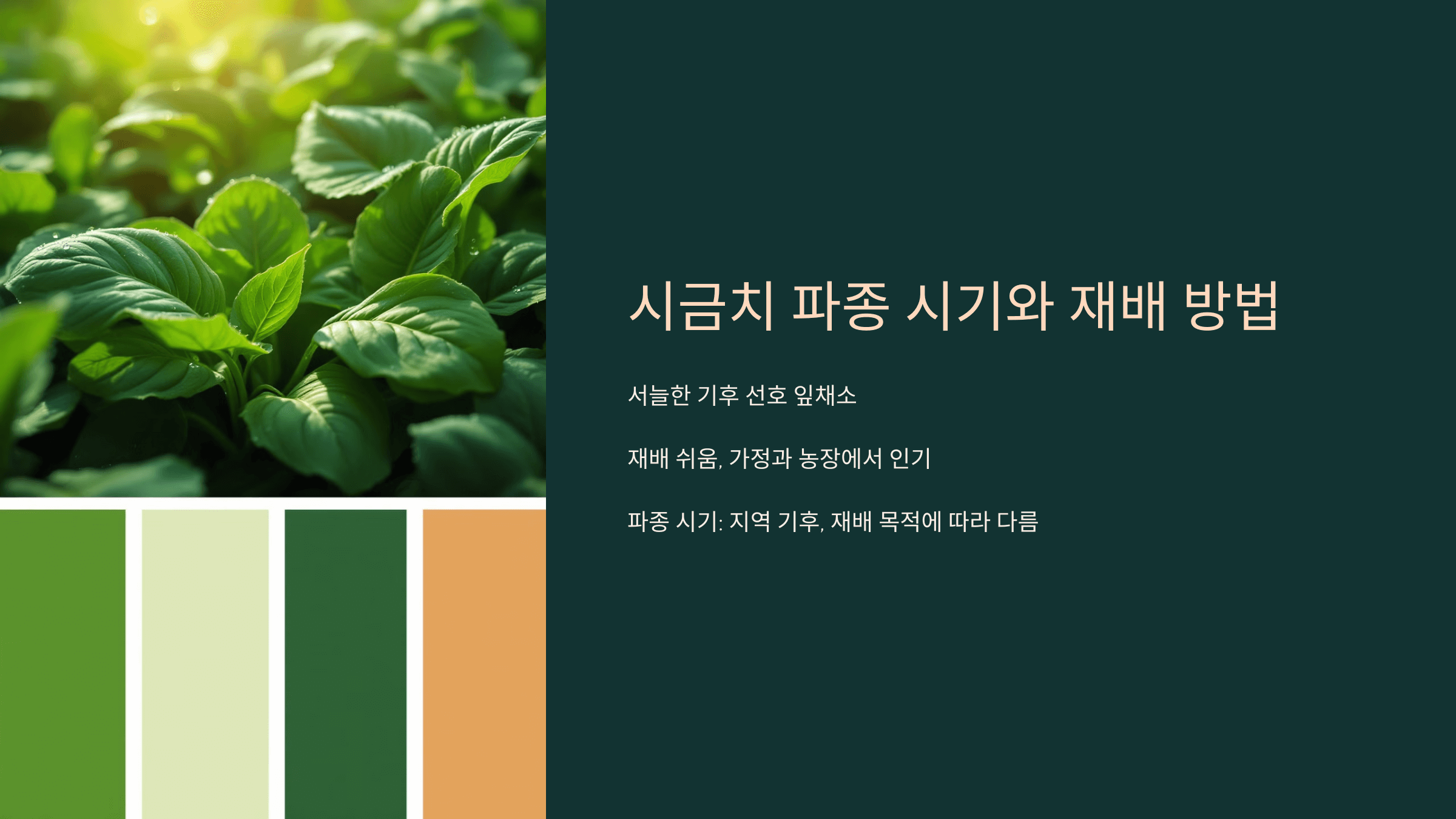 시금치 사진입니다.