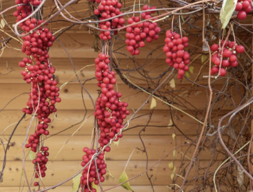 오미자 효능 부작용 먹는법 오미자차 만드는 방법 오미자청 총정리