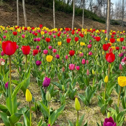 피나클랜드 불꽃축제 튤립 수선화 축제 주말 공연 3
