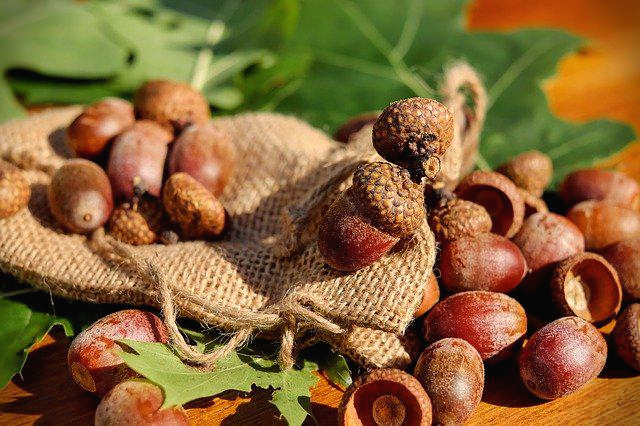 도토리