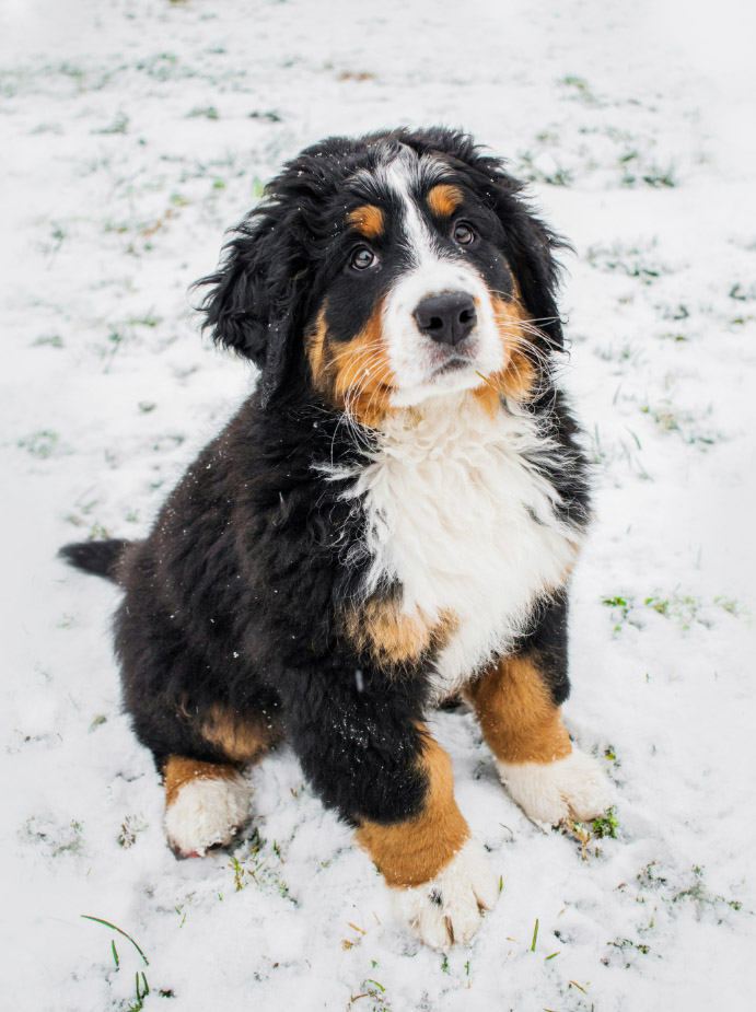 버니즈 마운틴 독