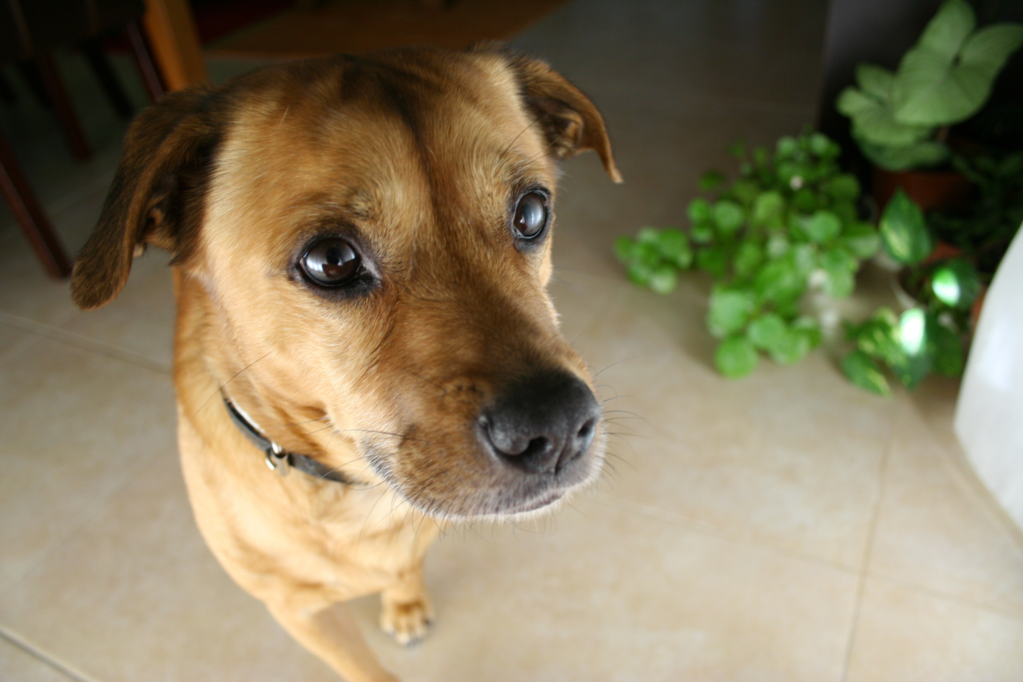 반려동물 cctv와 모니터링 관련 사진