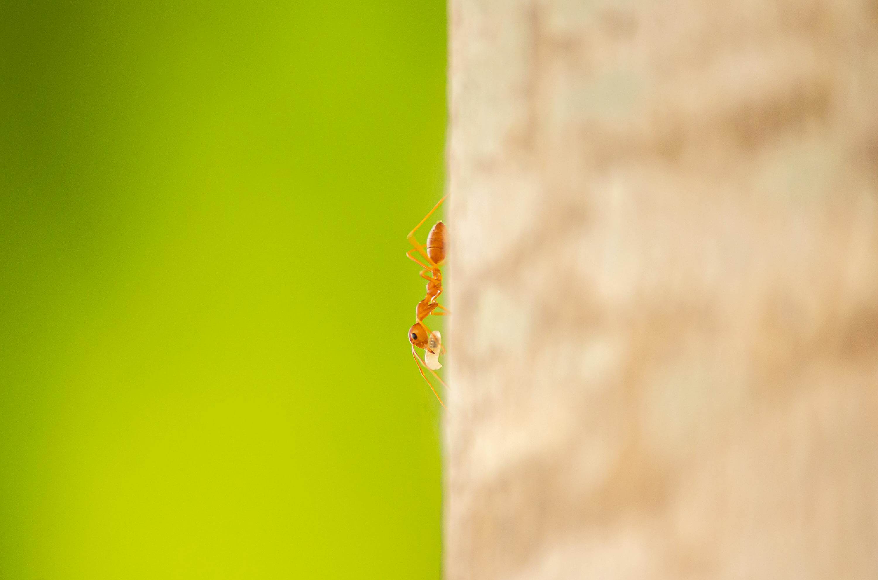 벌레 물림 NO! 야외활동 벌레 예방 방법과 필수 준비물 체크리스트