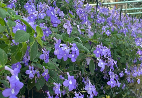 가을에 피는 꽃 자주달개비