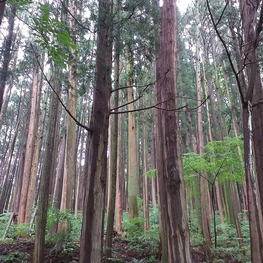 조계산보리밥집