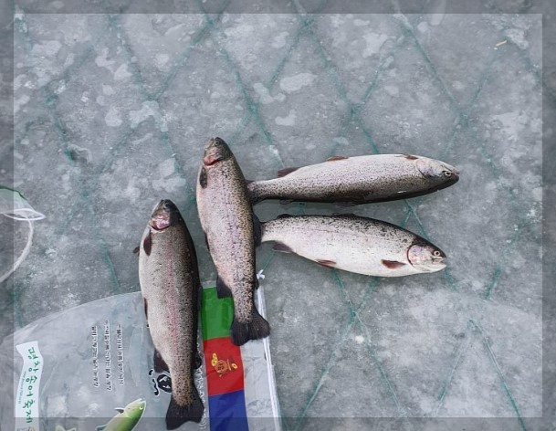 평창 송어 축제