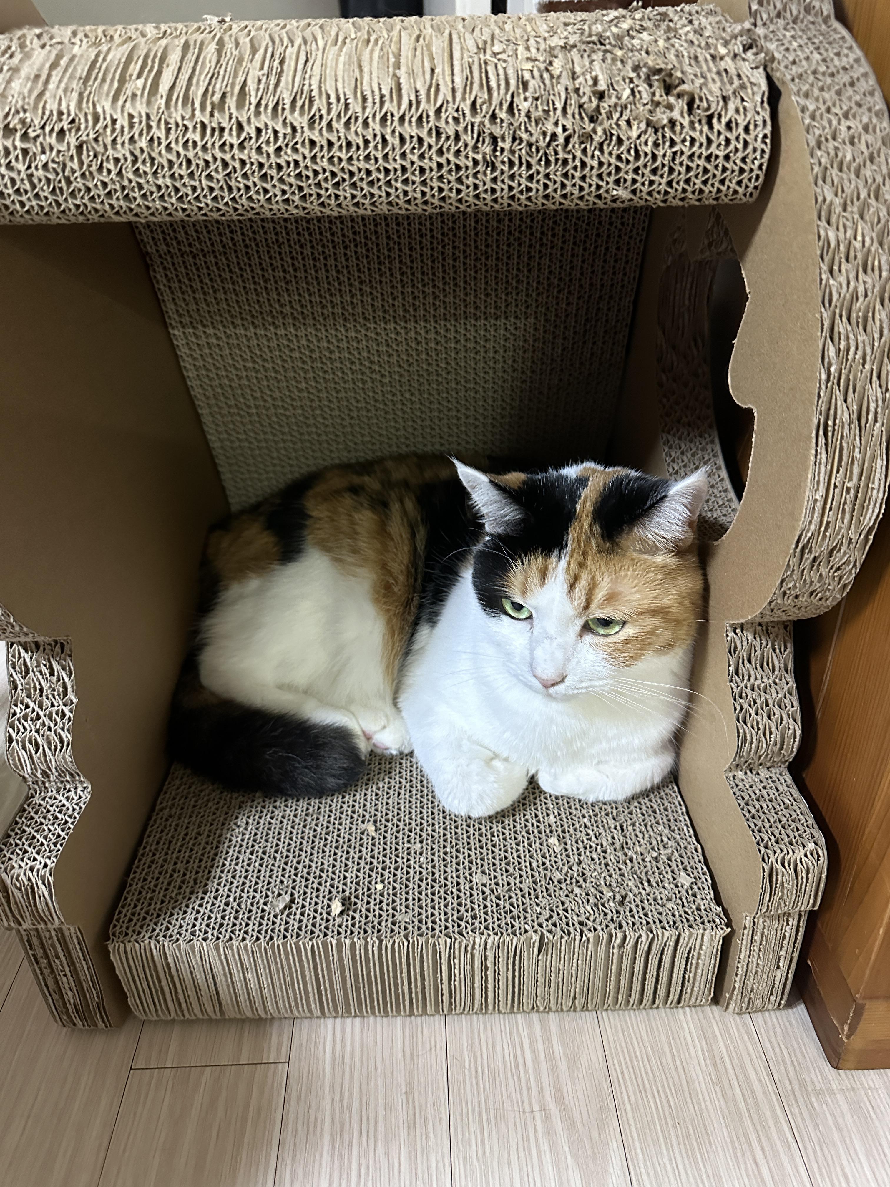 공룡_스크래쳐_안에_자리_잡은_삼색냥이_요미