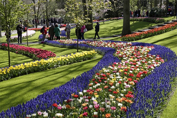 네덜란드 튤립축제